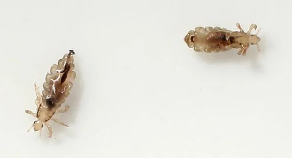 1747252955_Picture1.jpg